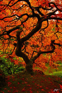 F015 Japanese Maple in Fall, Portland, Oregon