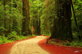 F020 Giant Redwoods in Jedadiah Smith State Park, California