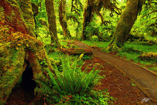 Rainforests and Beaches, Olympic National Park, WA May 20-22, 2024