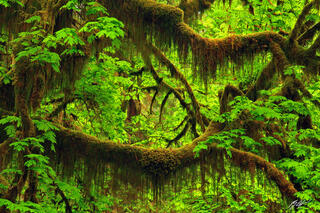 F027 Hanging Mosses, Quinault Rainforest, Washington