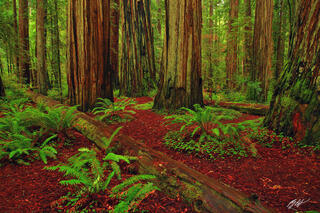 F049 Giant Redwoods, Stout Grove, California