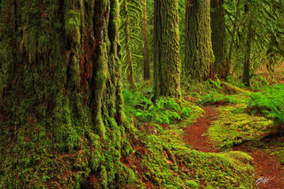 F051 Forest Trail, Rockport State Park, Washington 