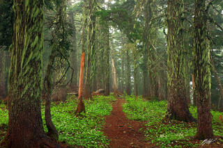 F065 Foggy Bearded Forest, Summit Lake Trail, Washington