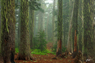 F066 Foggy Bearded Forest, Summit Lake Trail, Washington