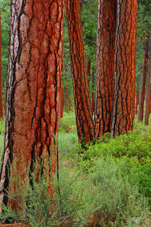 F078 Pondarosa Pines, Willamette National Forest, Oregon