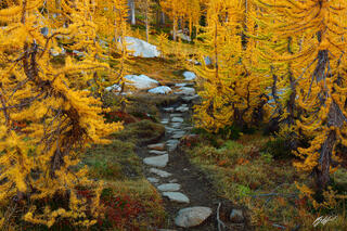 F071 Golden Larch, Enchanted Forest, Enchantments, Washington