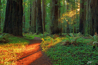 F082 Sunbeam on the Trail, Humbolt Redwoods, California