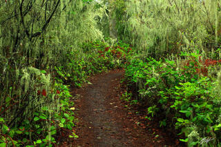 F089 A Moss Covered Trail, Deception Pass State Park, Washington