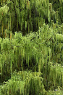 F090 Spanish Moss-Covered Tree , Deception Pass State Park, Washington