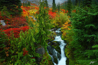 F112 Paradise Creek, Mt Rainier National Park, Washington 