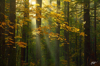 F142 Sunrays in the Forest, Gifford Pinchot National Forest, Washington 