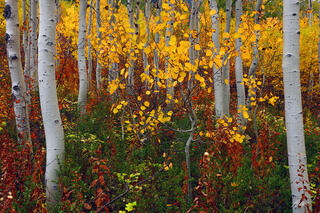 F145 Fall Color and Aspens, North Cascades, Washington 