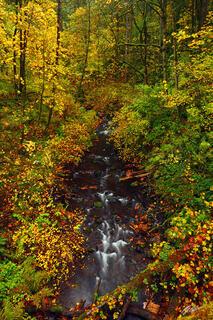 F166 Fall Color and Bridal Veil Creek, Oregon 