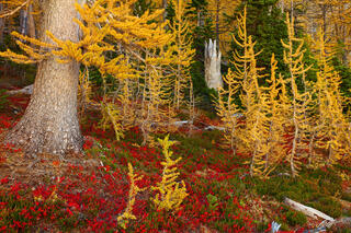 F185 Golden Larch in the Enchanted Forest, Enchantments, Washington 