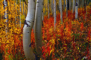 F205 Fall Color and Aspens, Maroon Bells, Colorado