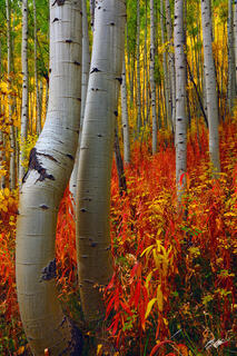 F206 Fall Color and Aspens, Maroon Bells, Colorado