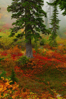 F210 Fall Color in Heather Meadows, Washington