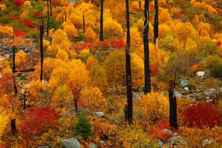 F242 Fall Color and Burn Snags, Tumwater Canyon, Washington