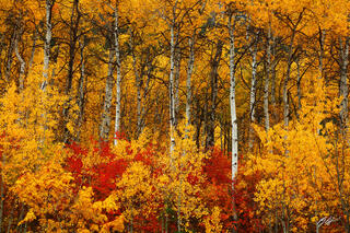 F243 Fall Color and Aspens, Wenatchee National Forest, Washington