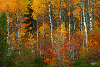 F249 Fall Color and Aspens, Wenatchee National Forest, Washington