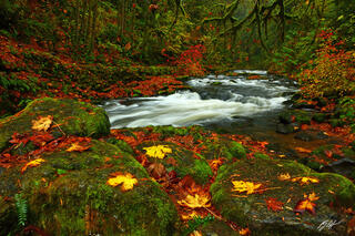 F251 Fall Color and Cedar Creek, Woodland, Washington