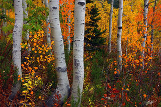 F256 Fall Color and Aspens, North Cascades, Washington