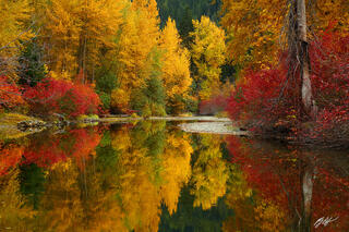 F264 Fall Color Reflected in Nason Creek, Washington 