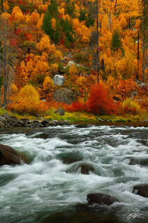 F283  Fall Color, Wenatchee River, Tumwater Canyon, Washington 