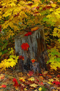 F286 Fall Color and Stump, Lake Wenatchee State Park, Washington 