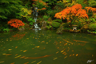 F290 Fall Color and Waterfall, Portland Japanese Garden, Oregon 
