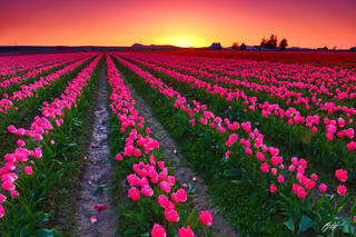F305 Sunset Tulip Field, Skagit Valley, Washington