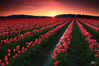 F308 Sunrise over Tulip Fields, Skagit Valley, Washington