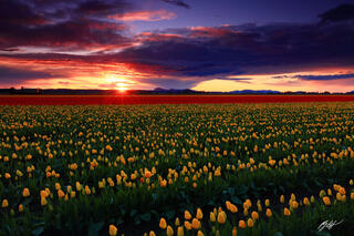 F309 Sunset over Tulip Fields, Skagit Valley, Washington