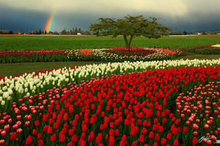 F310 Rainbow Over Tulips, Skagit Valley, Washington