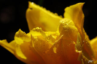 F313 Yellow Tulip, Roozengaarde Garden, Washington