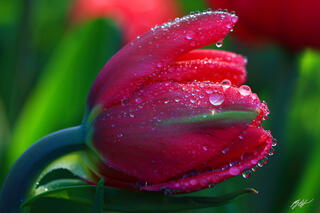 F316 Tulips in Raindrops, Roozengaarde Garden, Washington