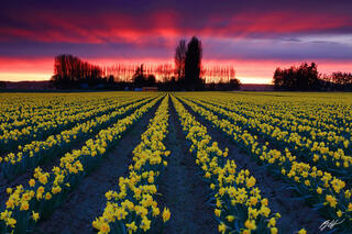 F322 Sunset in the Daffodils, Skagit Valley, Washington