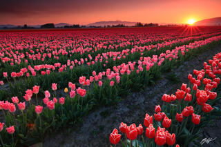 F324 Sunset in the Daffodils, Skagit Valley, Washington