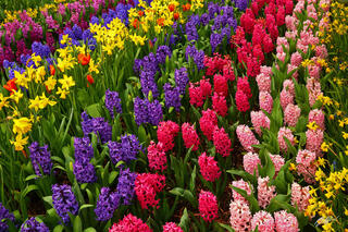 F328 Hyacinth Rows in Roozengaarde Gardens, Washington