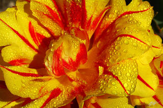 F333 Tulips and Raindrops, Roozengaarde Garden, Washington