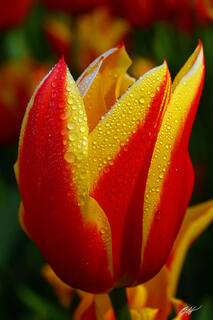 F334 Tulips and Raindrops, Roozengaarde Garden, Washington