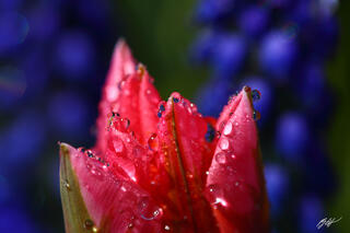 F345 Flowers in Raindrops on a Tulip, Skagit Valley, Washington 
