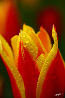 F346 Tulips and Raindrops, Skagit Valley, Washington