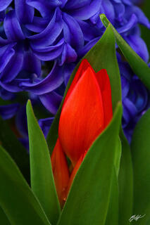 F349 Tulip and Hyacinth, Roozengaarde Garden, Washington