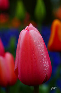 F351 Pink Tulip, Roozengaarde Garden, Washington