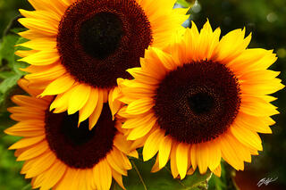 F361 Sunflowers, Snohomish, Washington 