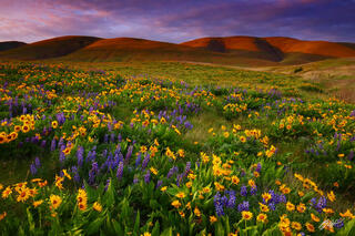 F395 Sunset and Wildflowers, Columbia Hills State Park, Washington