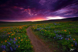 F396 Sunset Wildflowers and Hiking Trail, Columbia Hills, Washington