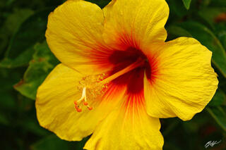 H022 Yellow Hibiscus Flower, Maui, Hawaii