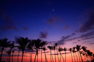 H029 Sunset Afterglow and Palm Trees, Big Island Hawaii